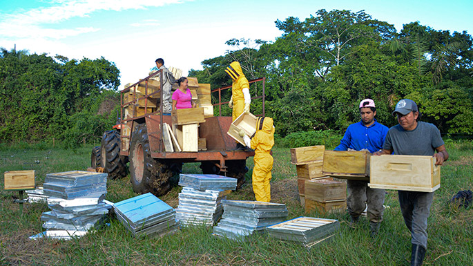 Abejas de Cristal