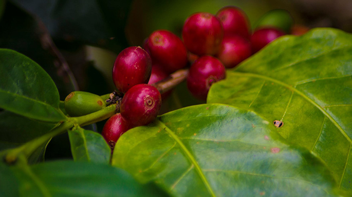 Café de la Peña