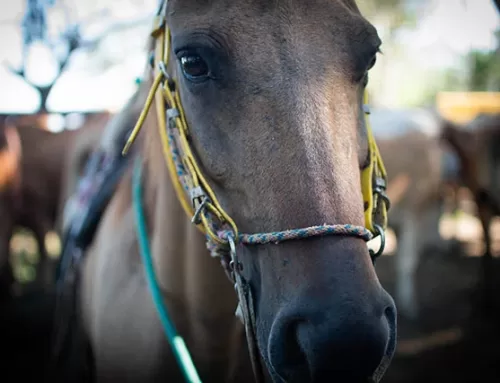 Aprende a ensillar un caballo