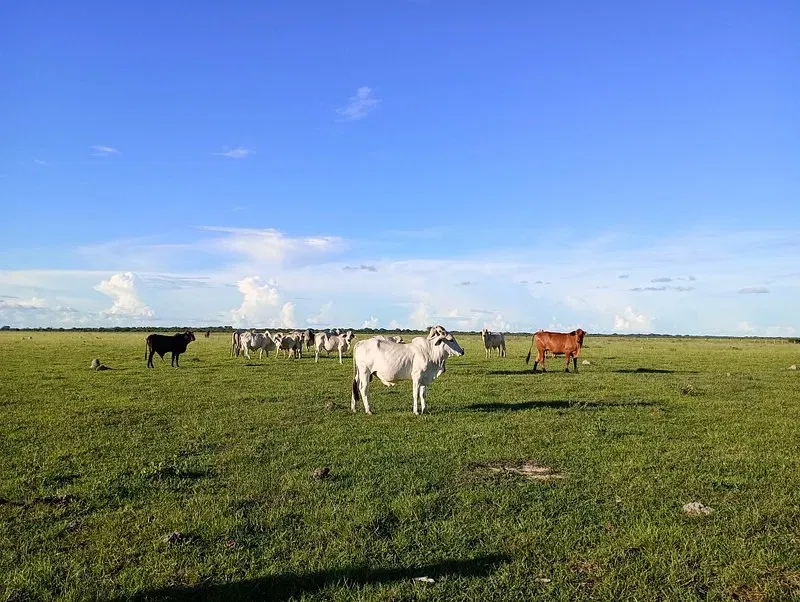 ruta safari llanero en casanare noviembre 2025 – 13 Imagen de turista aprendiendo el arte del ordeño de vaca, haciendo turismo llanero