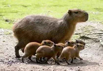 ruta safari llanero en casanare noviembre 2025 – 3 Imagen de turistas en canoa haciendo turismo llanero